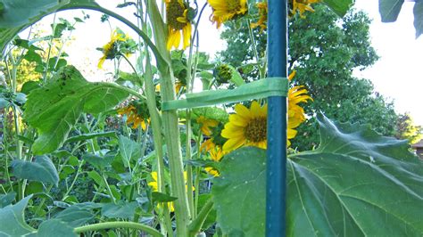 how to stake sunflowers